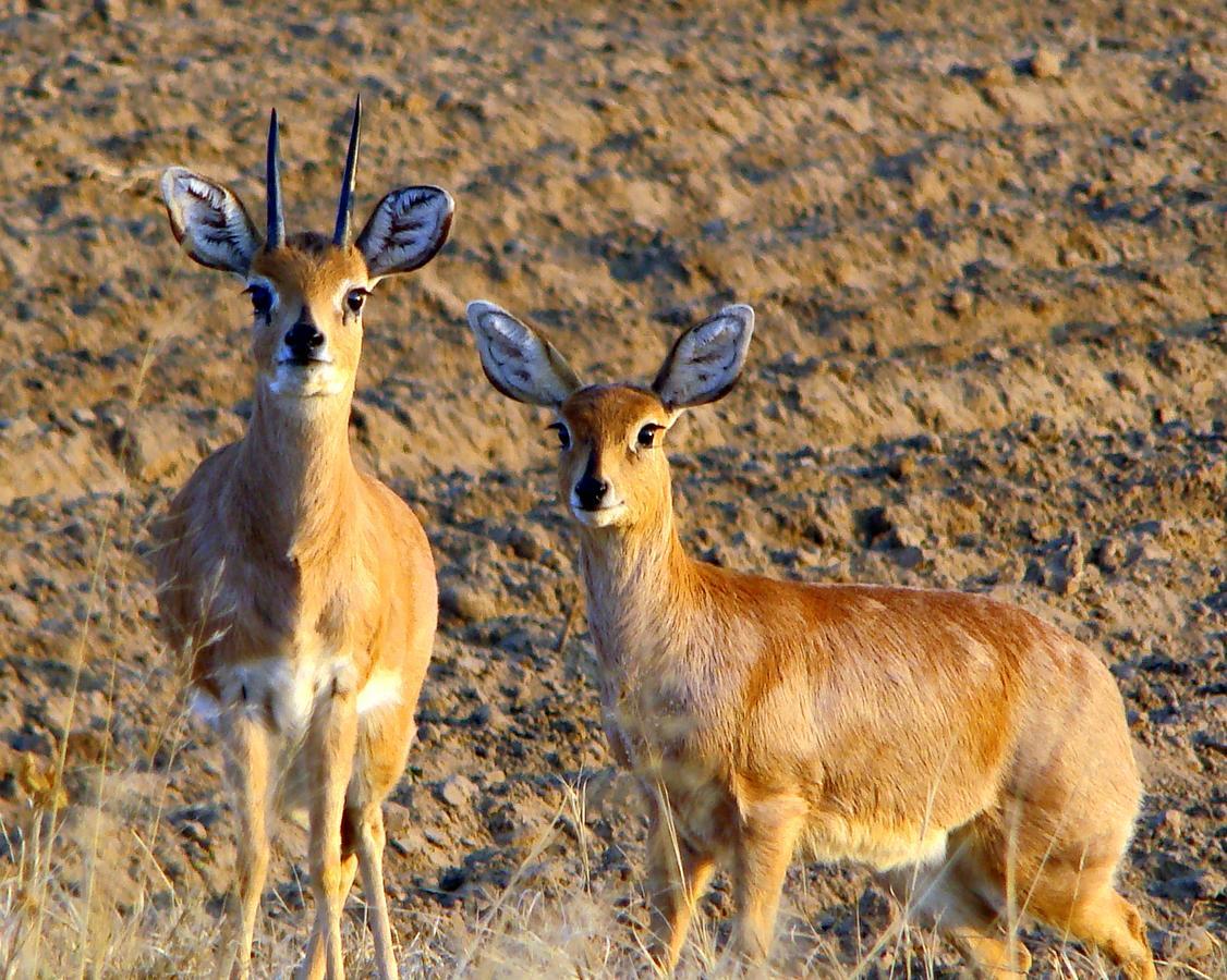 פיקסבורג Amohela Ho Spitskop Country Retreat & Conservancy מראה חיצוני תמונה